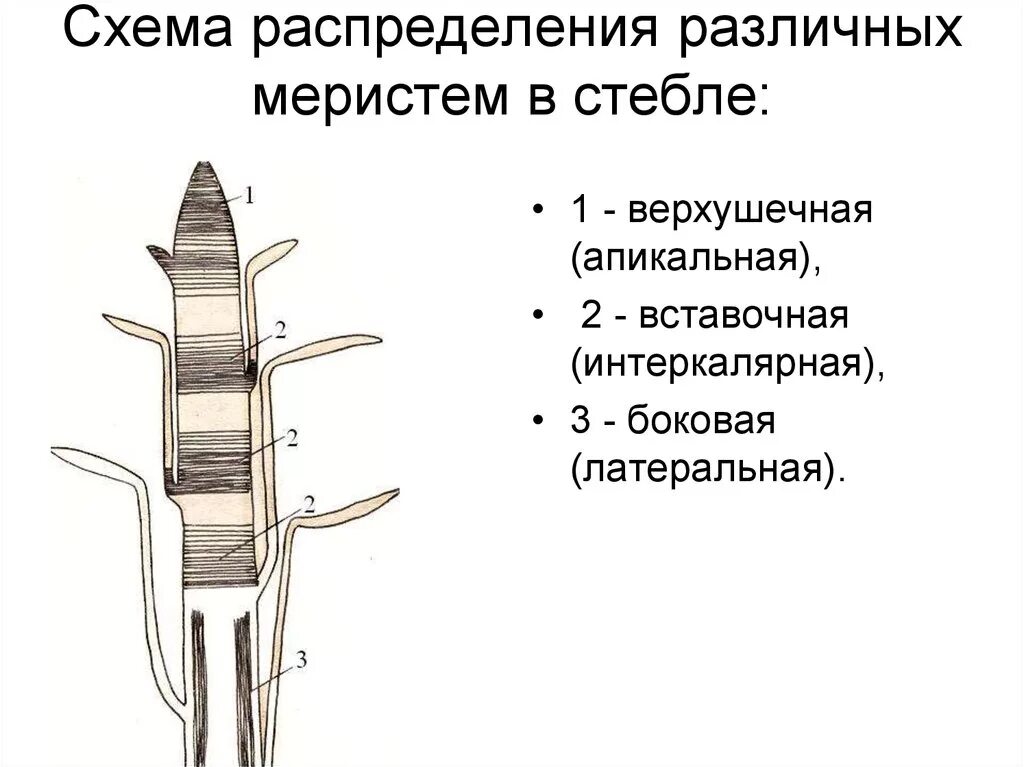 Верхушечный рост корня. Меристема ткани растений. Схема распределения меристем в стебле. Образовательная ткань меристема строение. Вставочная образовательная ткань растений.