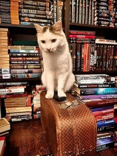 Котики отзывы