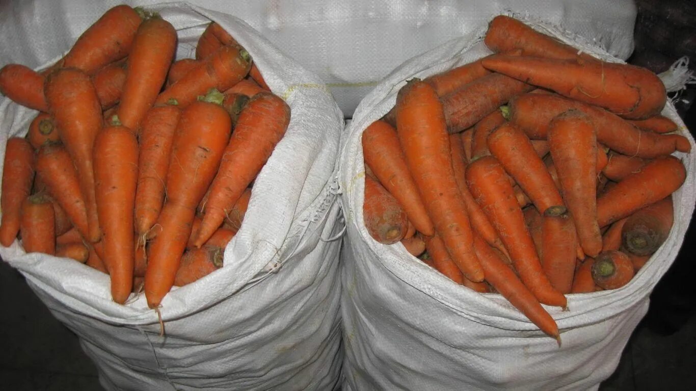 10 килограмм моркови. Морковь. Мешок морковки. Хранение моркови. Морковь в погребе.