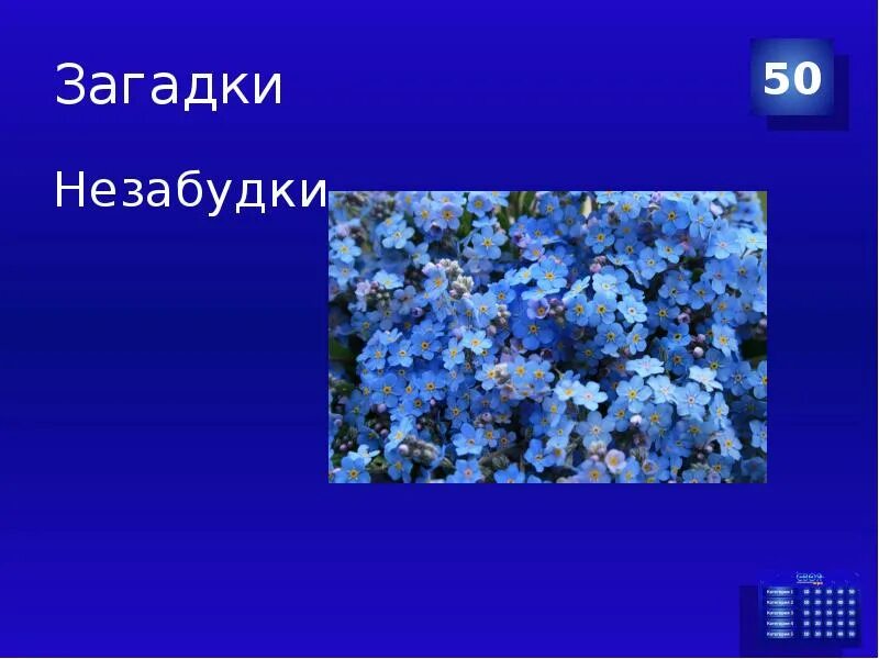 Впр про незабудки. Сообщение о незабудке. Загадка про незабудку. Загадка про незабудку цветок. Загадка про незабудку для детей.