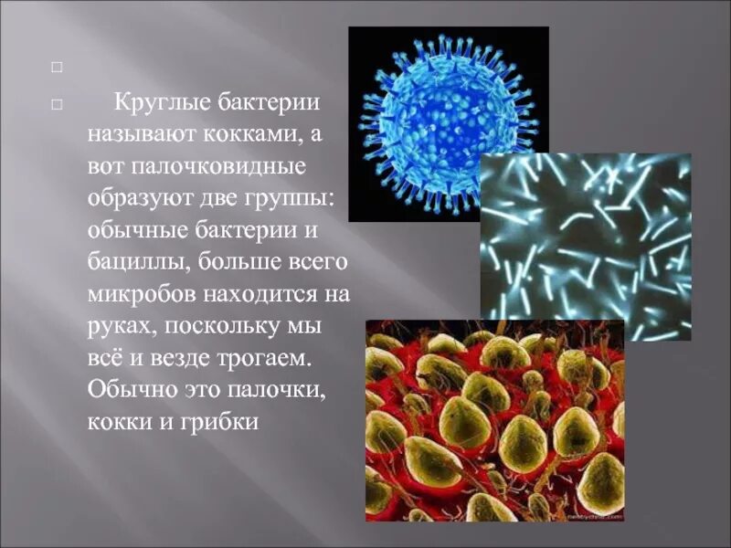 Бактерия. Одиночные бактерии. Вся информация о бактериях. Название микробов.