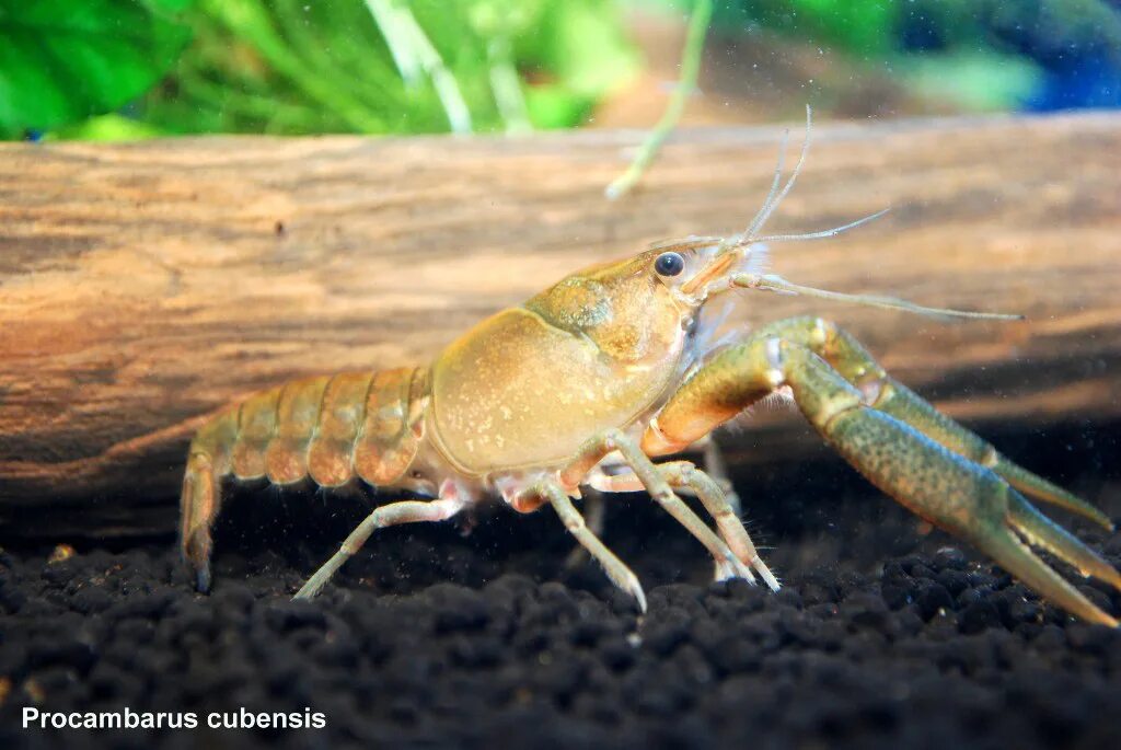 Кубинский рак. Procambarus Cubensis. Креветка фильтратор. Аквариумные рачки. Рачки в аквариуме.