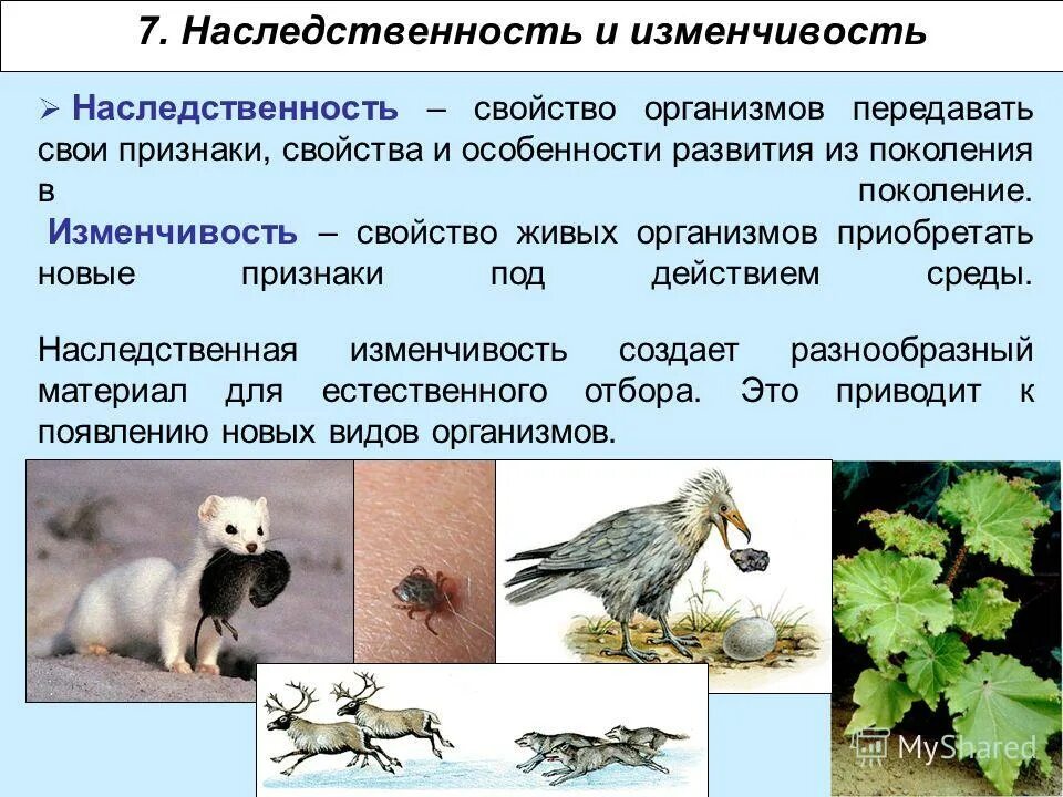 Общими свойствами живых организмов являются. Наследственность и изменчивость примеры. Наследственность живых организмов. Наследственность и изменчивость свойства организмов. Наследственность и изменчивость живых организмов.