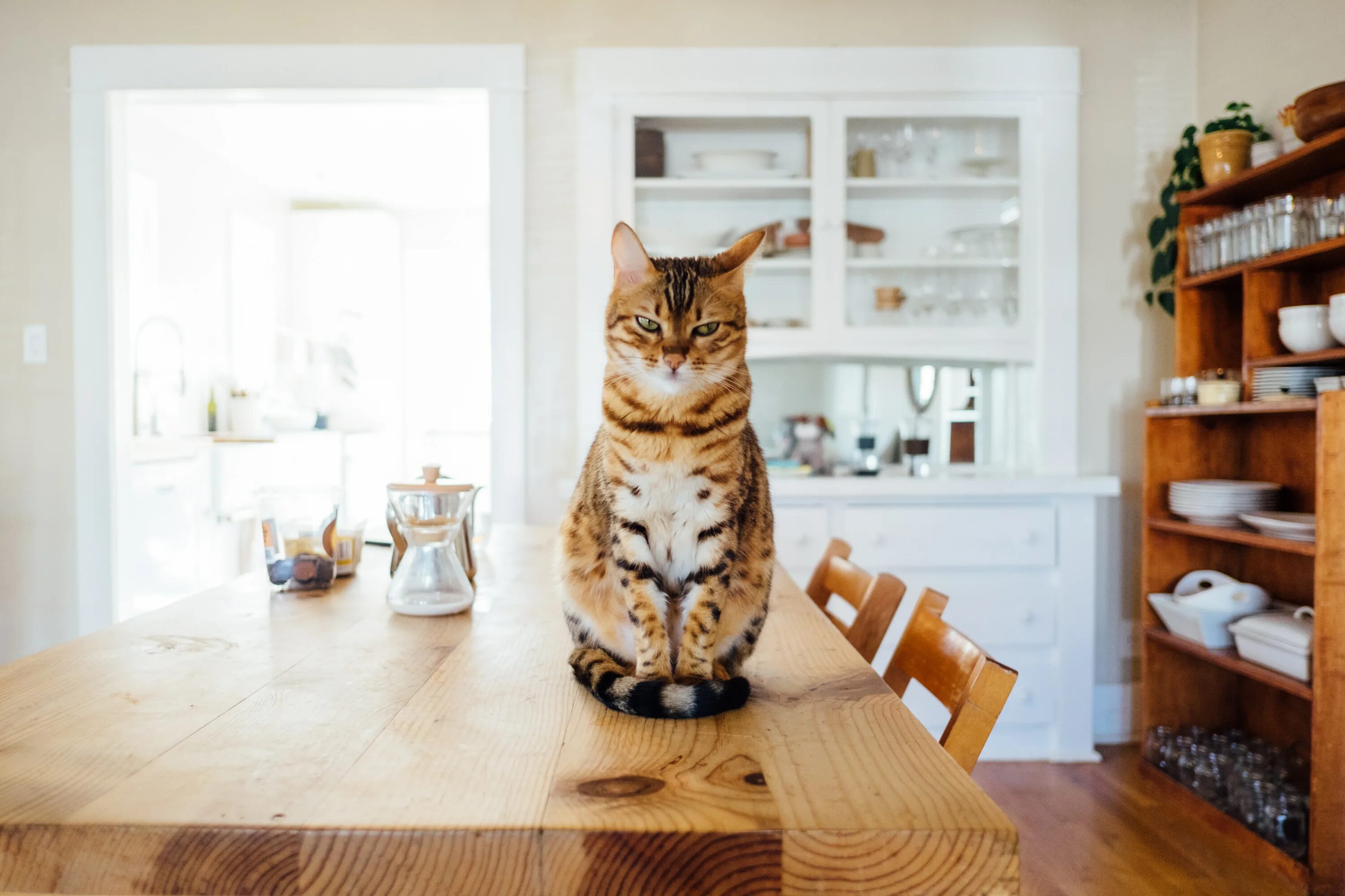 Кошка в квартире. Интерьер для кошек в квартире. Кот на столе. Котик в красивом интерьере квартиры. Кошки дома картинки