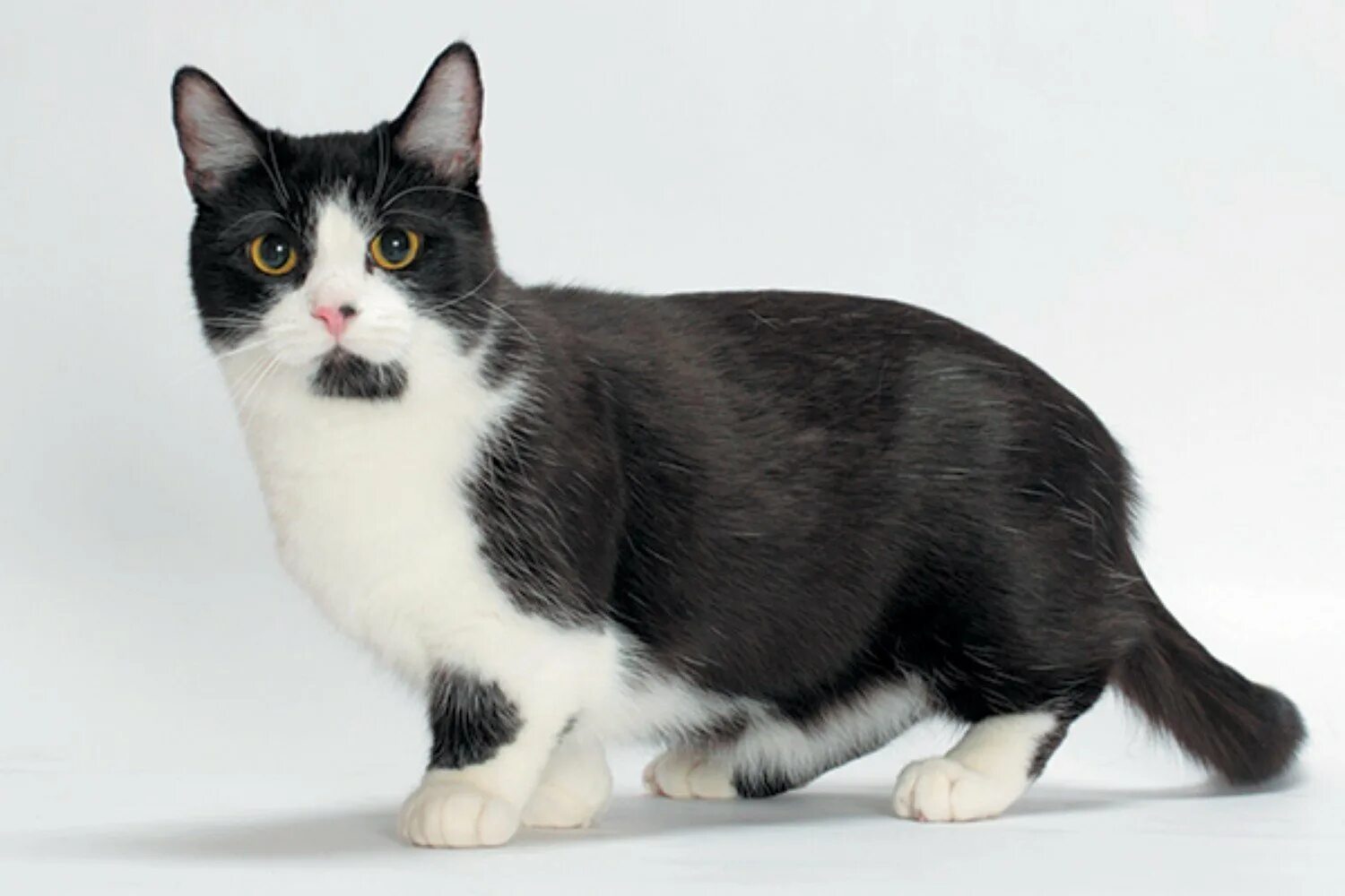 Порода черно белых кошек с фотографиями. Манчкин кот. Манчкин (порода кошек). Манчкин кошка черно белая. Порода кошек Тачкин.