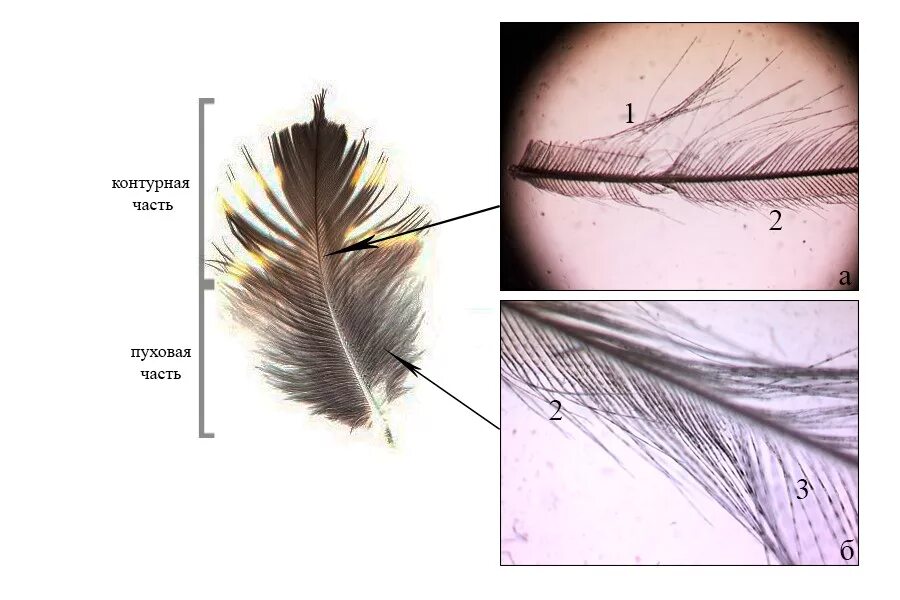 Кожа и перья птиц. Перья птиц. Покровное перо. Пуховые перья покровное. Пуховое перо птицы.