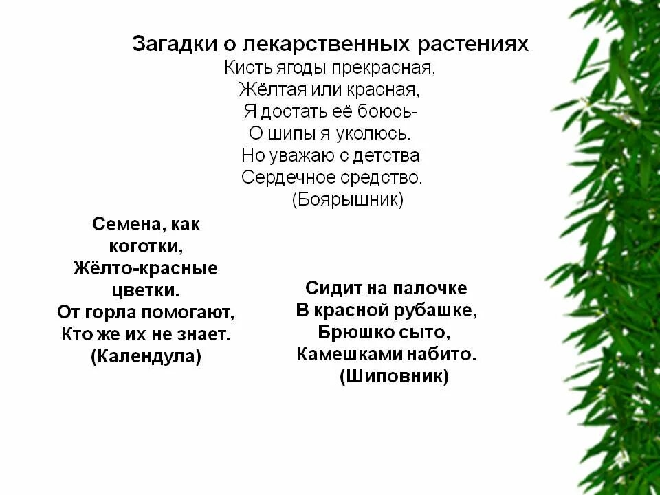 Стихи о лекарственных растениях для детей. Стихи про растения. Стихотворение про лекарственные растения. Стихотворение о лекарственных травах. Загадка про траву