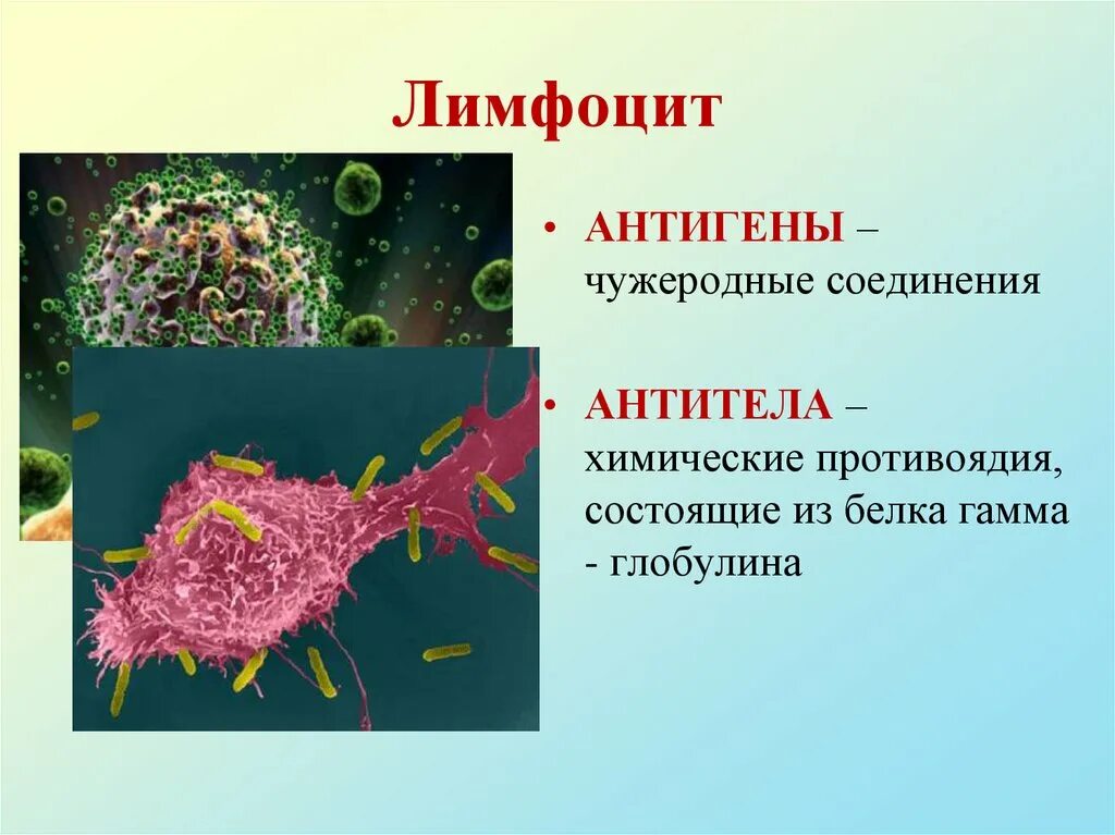 Выработка организмом антител. Антитела продуцируются т лимфоцитами. Т лимфоциты вырабатывают антитела. Антитела образуют т лимфоциты. Выработка антител лимфоцитами.