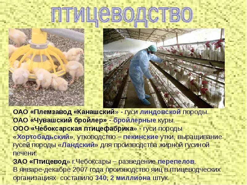 Задача птицефабрика. Задача птицефабрика