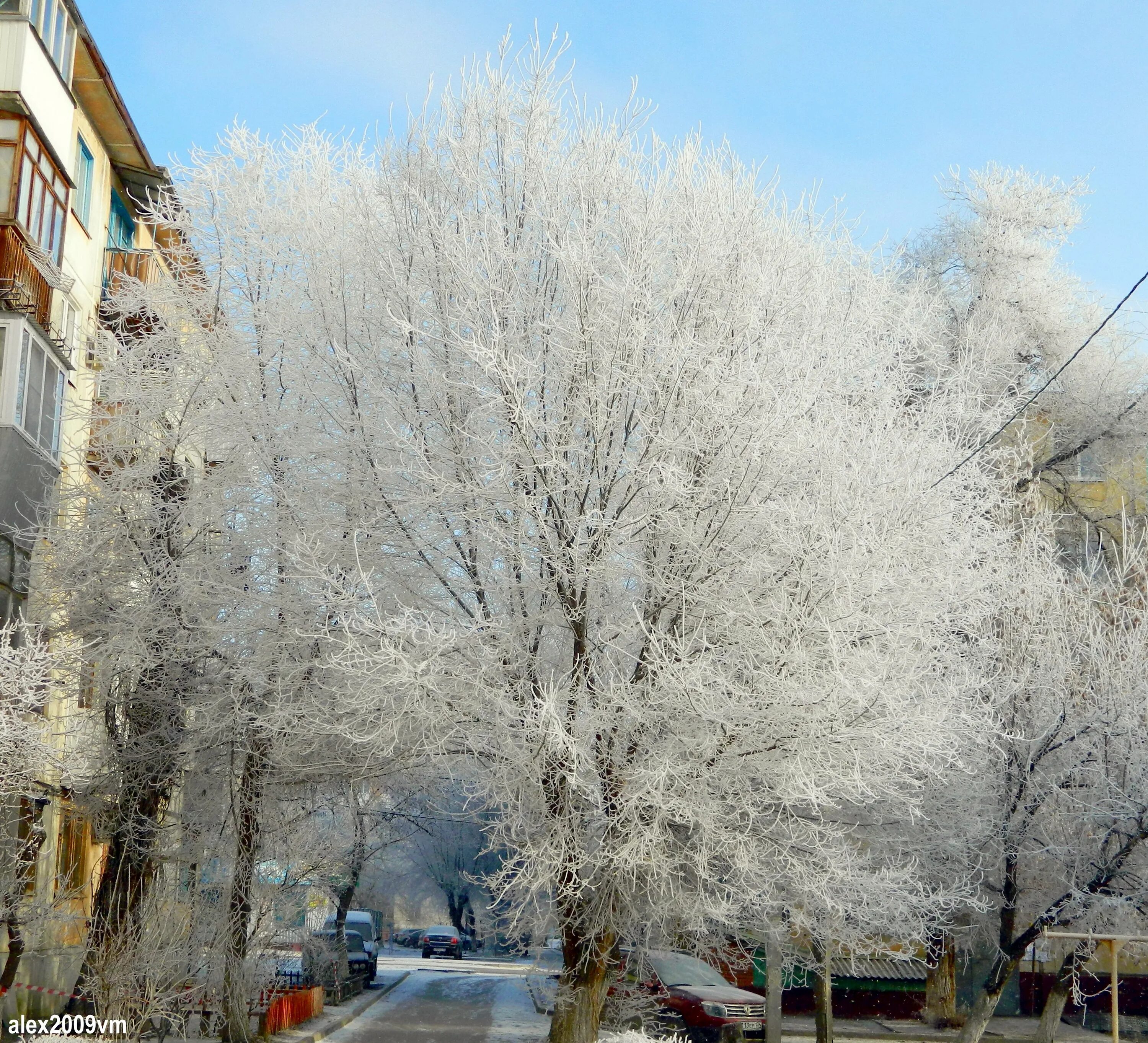 Москва сейчас деревья. Иней на деревьях в городе. Иней в городе. Зимние деревья во дворе. Зимние деревья в городе.