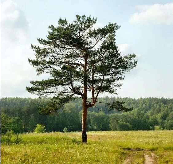 Заказник «бекарюковский бор». Воронежский биосферный заповедник. Реликтовые сосны белгородская область. Сосна 2 года. Меловая сосна хвалынск.