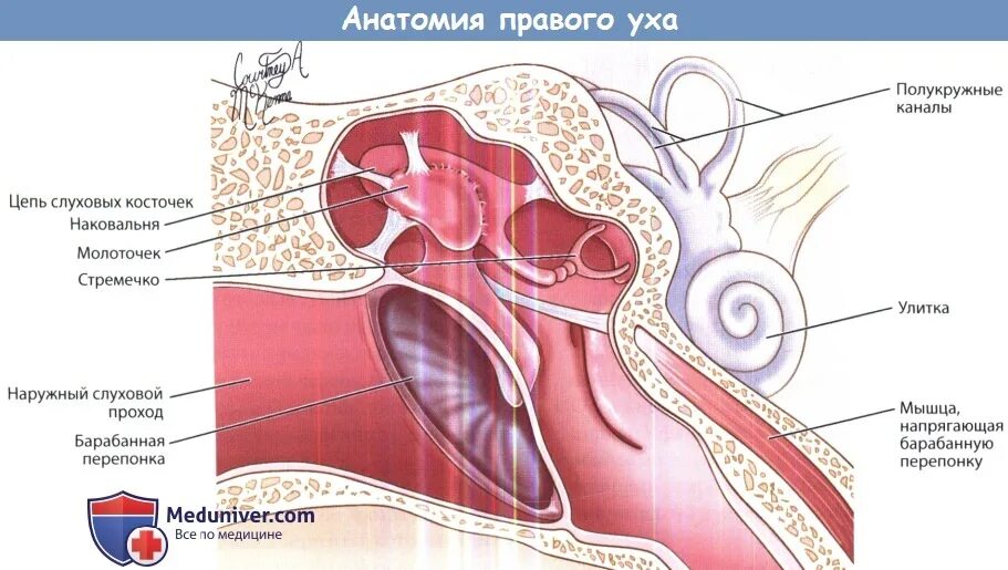 Мышца напрягающая барабанную перепонку латынь. Мышца напрягающая барабанную перепонку. стременная; мышца, напрягающая барабанную перепонку. мышца напрягающая барабанную перепонку на латинском. нерв мышцы напрягающей барабанную перепонку.