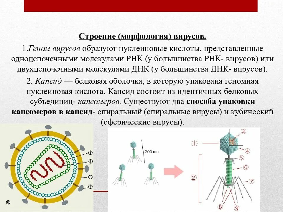 Вирусы строение значение. Строение РНК вируса вируса. Строение вируса органоиды. Структуры ДНК или РНК вирусов. Строение нуклеиновых кислот вирусов.