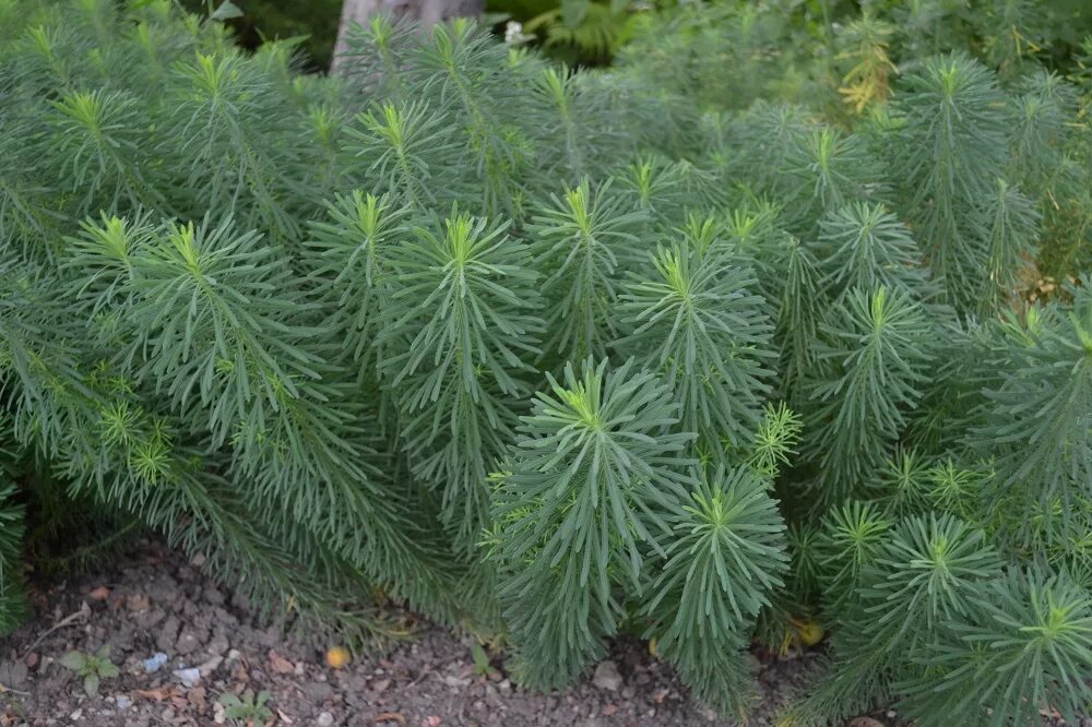 Как называется растение похожее на. Молочай садовый кипарисовый. Расторопша чертополох татарник. Кислица оксалис. Глициния сиреневая "китайская".