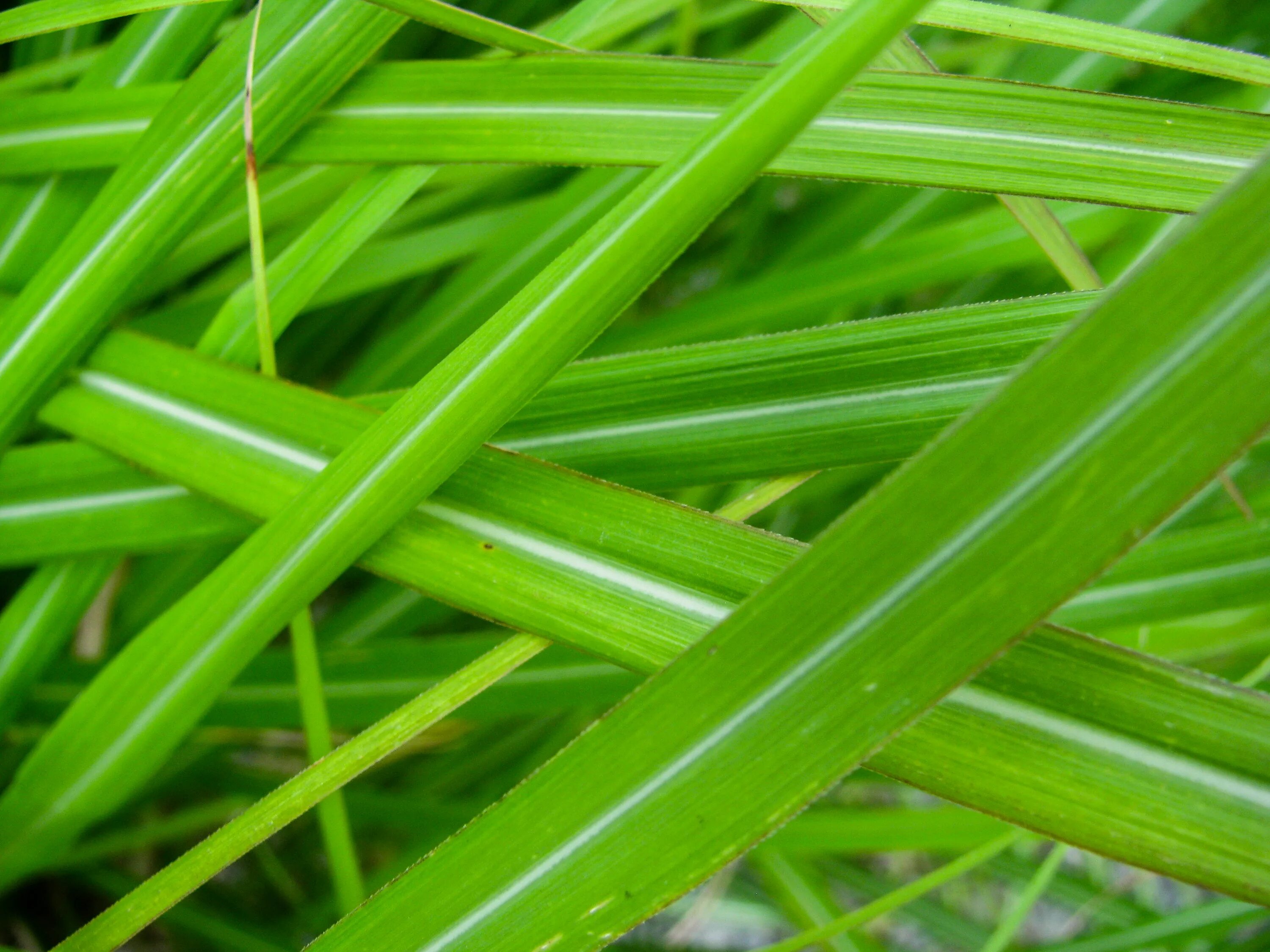 Трава зелена вопрос. Зелёные растения. Листья травы. Листва трава зеленая. Трава в сантиметрах.