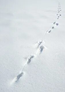 След зайца на снегу 5 букв