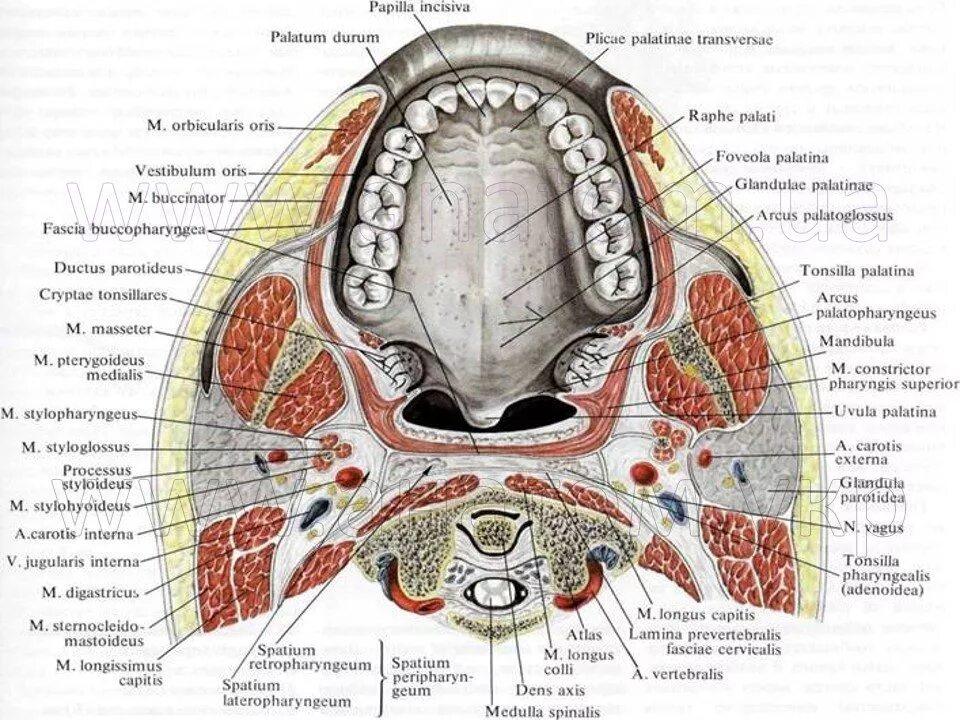 Spatium retropharyngeum. Анатомия твердого неба верхней челюсти. Полость рта анатомия твердое небо.