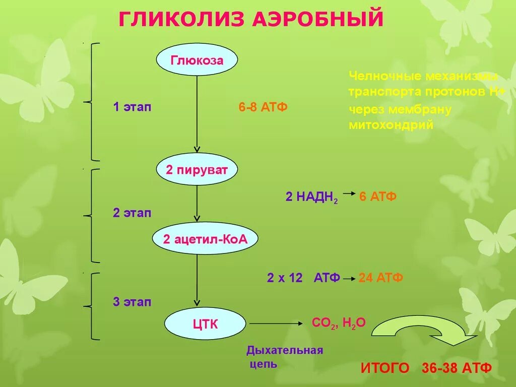 Аэробный и анаэробный гликолиз схема. Аэробный гликолиз схема. Этапы аэробного гликолиза. Аэробный гликолиз АТФ.