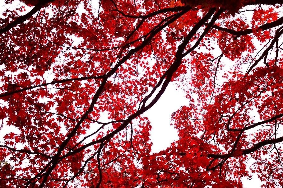 Tree red