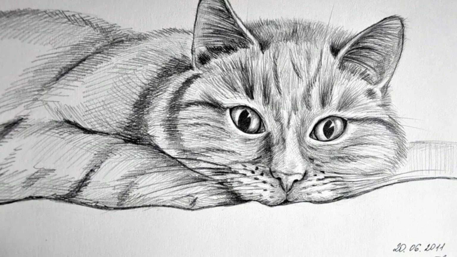 Pencil cats. Рисунки животных. Кот рисунок. Животные карандашом. Рисунки карандашом животные.