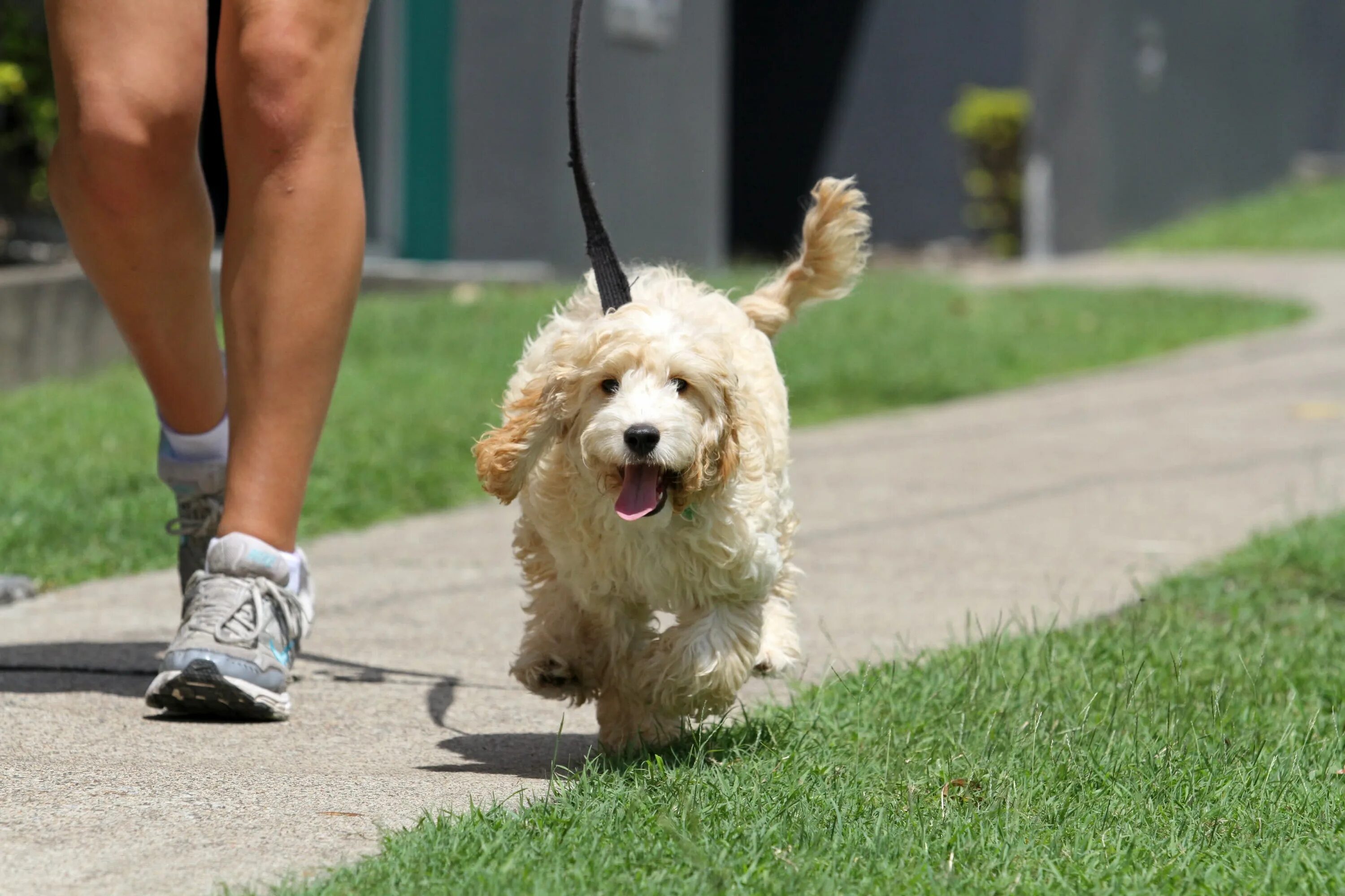 Выгул собак. Выгуливать собаку. Выгуливатель собак. Гуляние с собакой. Walking pet