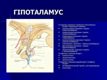 Гипоталамус бритоголовые
