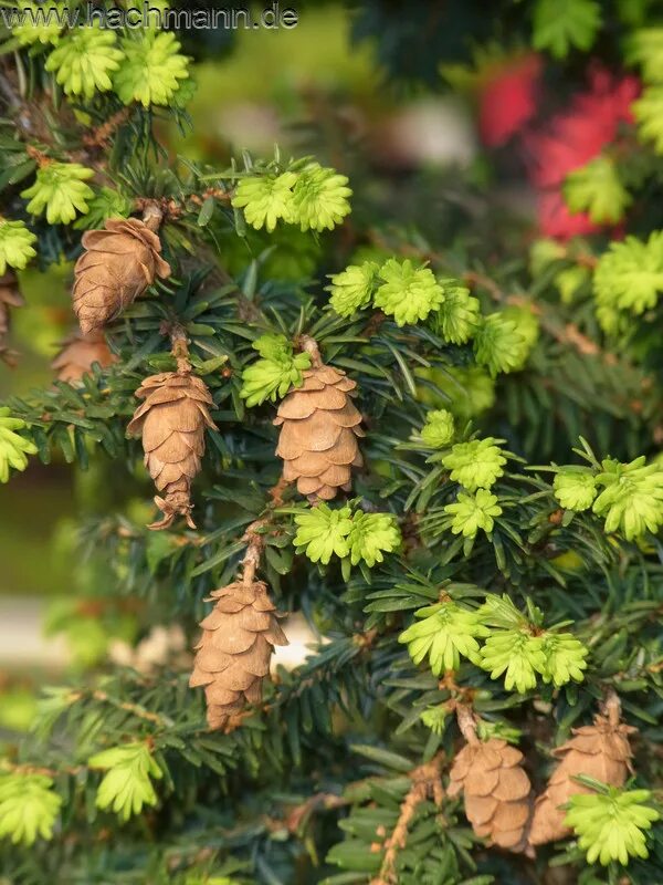 Канадское хвойное. Тсуга канадская. Tsuga canadensis Hussii. Тсуга канадская Hussii хусси. Тсуга канадская шишка.