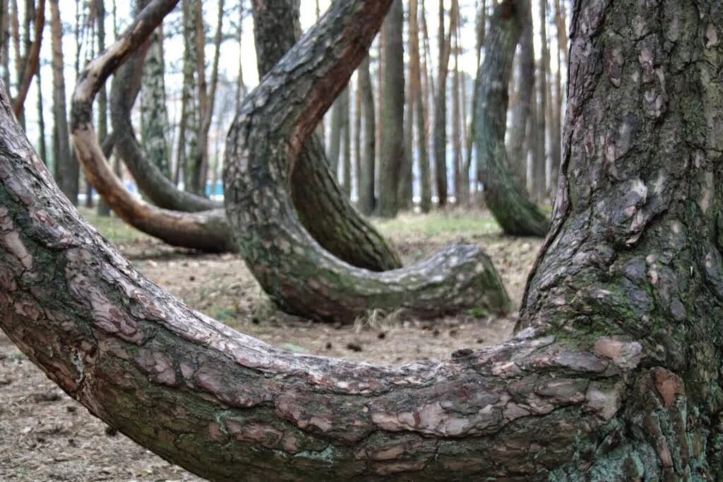 Дерево рансвива. Кривые деревья в польше. Изогнутые стволы деревьев. Изогнутые сосны в польше. Изогнутый лес в польше.
