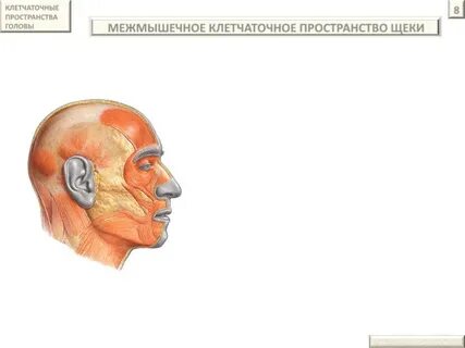 Пространства головы