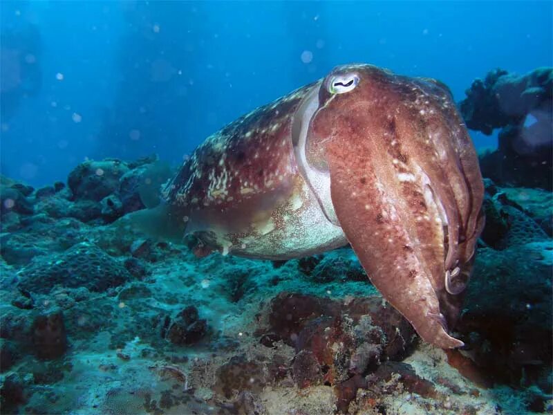 Головоногие моллюски каракатица. Сепия каракатица. Морской монах каракатица. Гигантская австралийская каракатица.