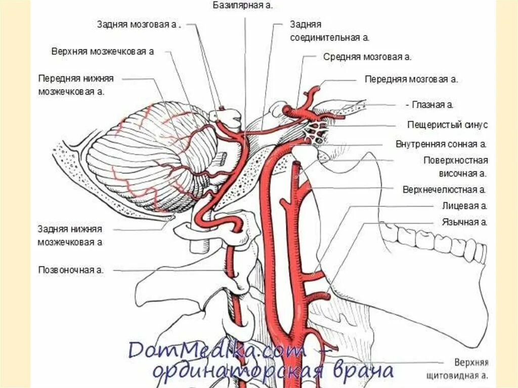 Внутренняя Сонная артерия схема. Внутренняя Сонная артерия анатомия части. Внутренняя Сонная артерия кровоснабжение головного мозга. Внутренняя Сонная артерия анатомия схема.