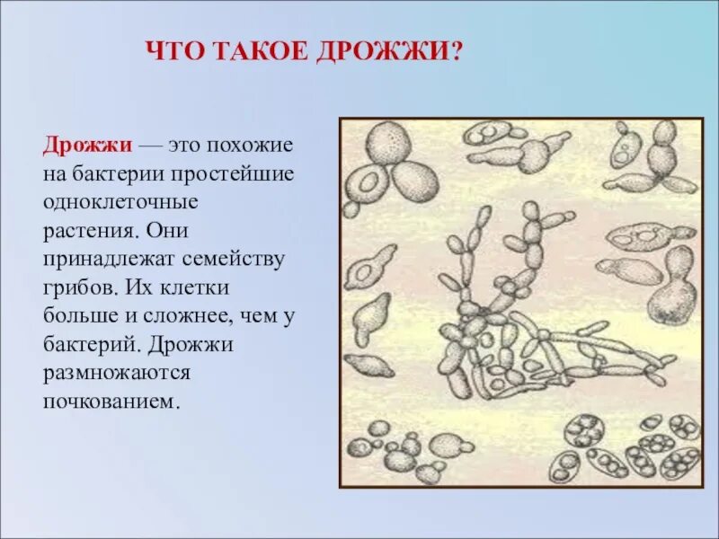 Есть гриб дрожжи. Грибница одноклеточных грибов. Дрожжи одноклеточные грибы 5 класс. Микроскопические одноклеточные грибы. Дрожжевые бактерии.