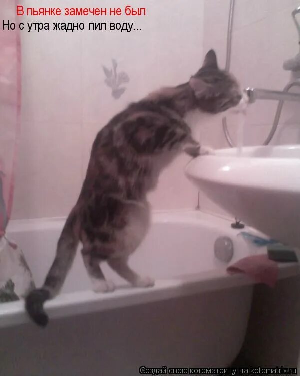 в пьянстве замечен не был,но по утрам пил холодную воду. в пьянстве замечен не был. в пьянках замечен не был. ведро сметаны юмор. в пьянках замечен не был.