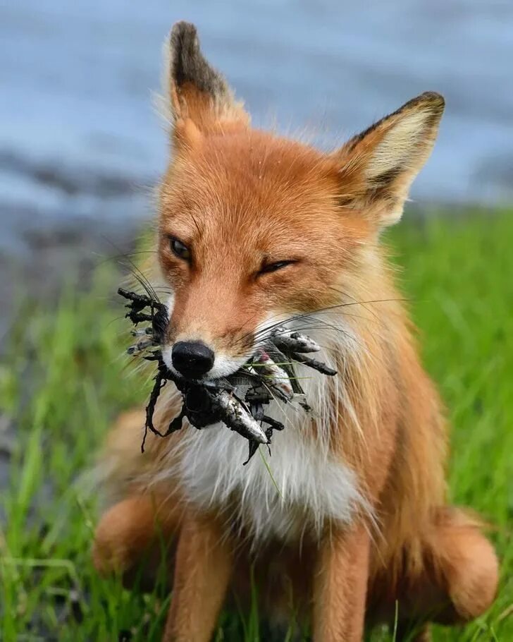 хитрые звери. хитрый лис. лиса. обыкновенная лисица. лисица красивая.