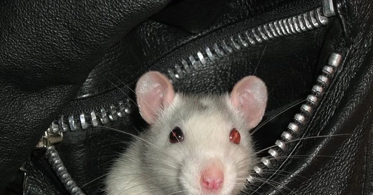 Крысы дамбо белоисерая. Крыса дамбо 2 месяца. Домашняя крыса с красными глазами. Белая крыса девочка. Крыска на плече.