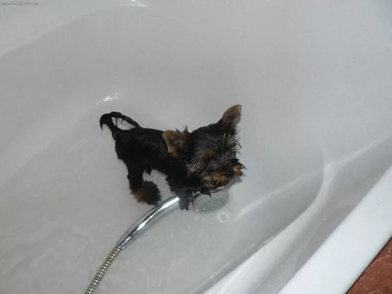 йорк вырвало