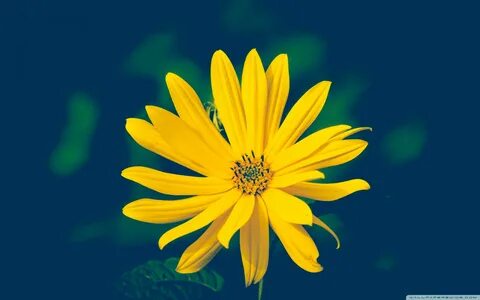 Blume