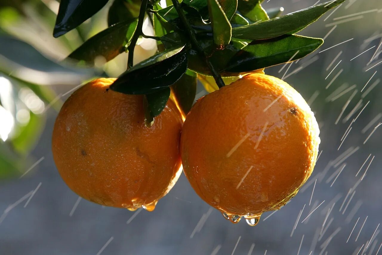 Two oranges. Апельсиновое дерево. Апельсин на ветке. Мандарины на ветке. Красивый апельсин.