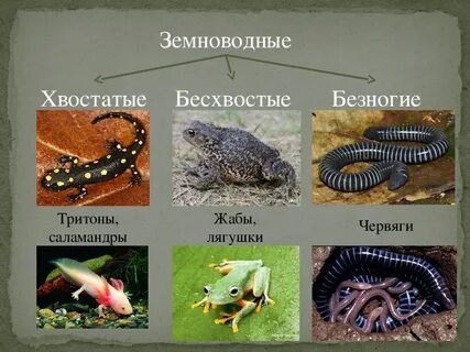 Представители земноводных