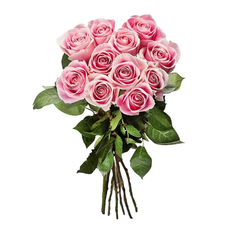 Букет роз 11 штук. 11 роз значение. 11 красных хринхтем цветы. Букет роз 11 штук. Стильный букет из красных роз.