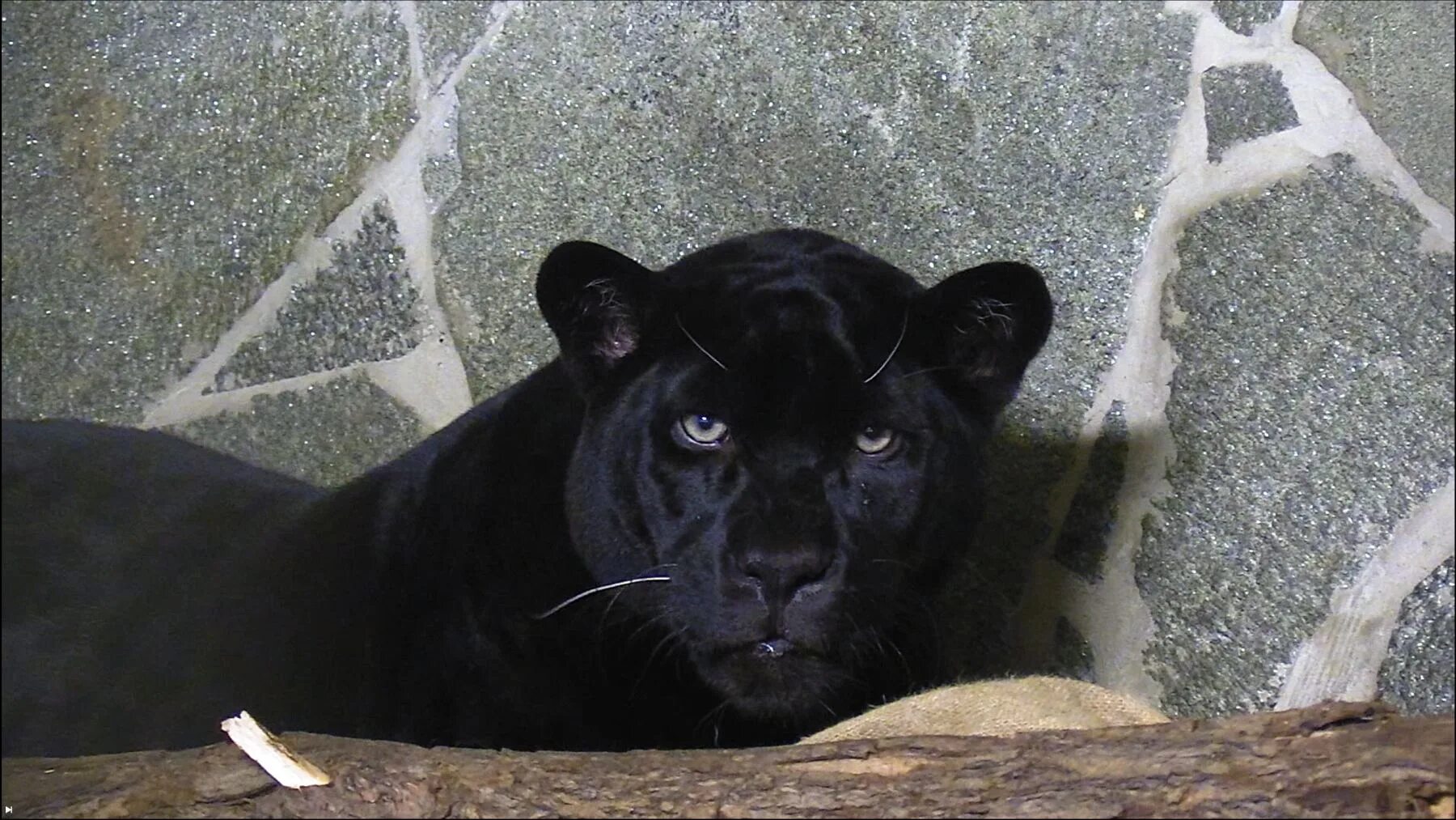 черная пантера ягуар. черный зоопарк. ягуар яго роев ручей. черный зоопарк. меланизм ягуар.