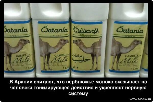 Верблюжье молоко из египта. Верблюжье молоко. верблюжье молоко свойства. верблюжье молоко интересные истории. верблюжье молоко и печень.