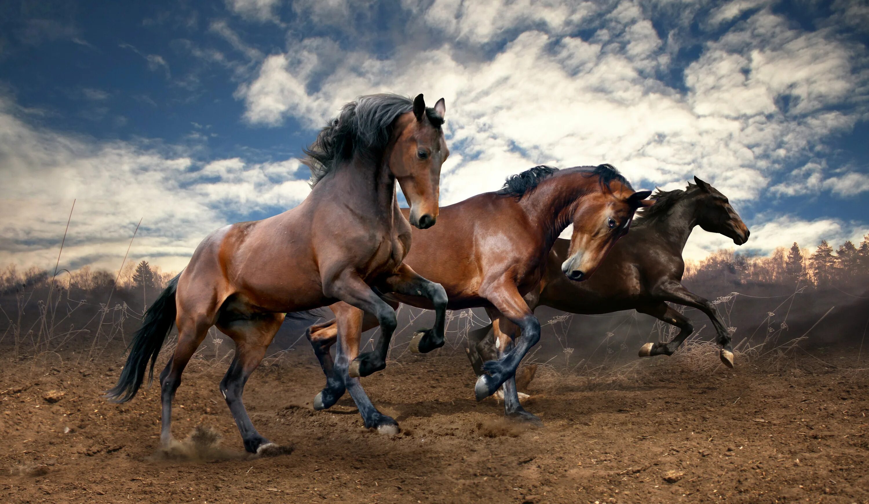 Картинки лучших лошадей. Дикий гнедой Мустанг. Лошадь гнедой Мустанг. Пегий Мустанг лошадь. Лошадь бежит.