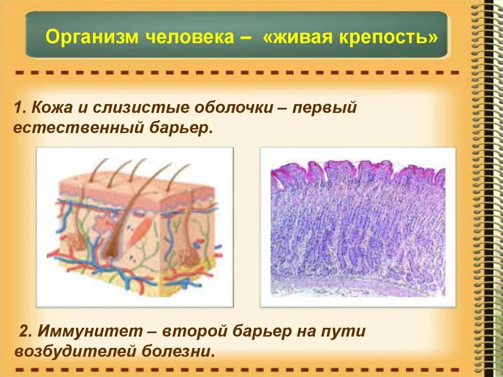 Слизистая оболочка кожи. Живая крепость иммунитет. Слизистая оболочка иммунитет. Кожа и слизистые оболочки ребенка.