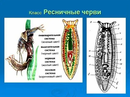 Плоские черви ресничные представители
