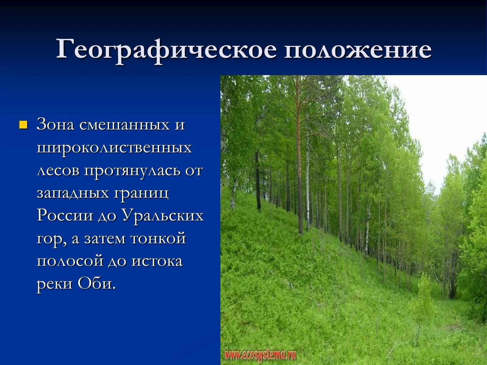 Смешанные и широколиственные леса ГП. Географическое положение смешанных широколиственных лесов в России. ГП смешанных лесов и широколиственных лесов в России. Зона лесов смешанные широколиственные. Широколиственные леса относительно морей и океанов