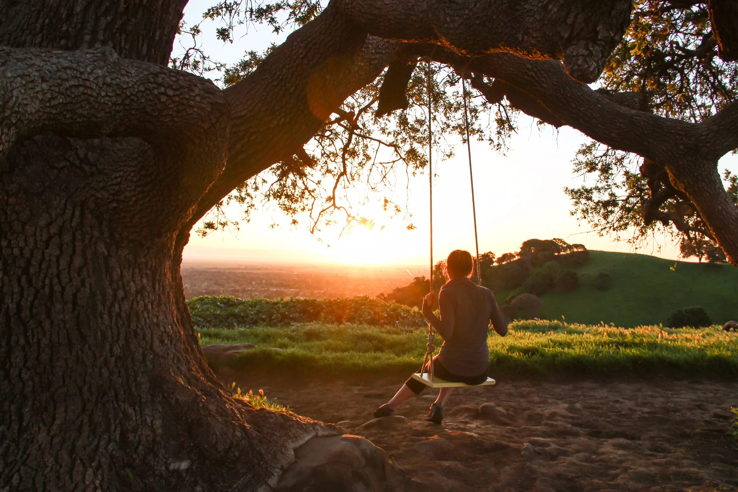 Under the tree