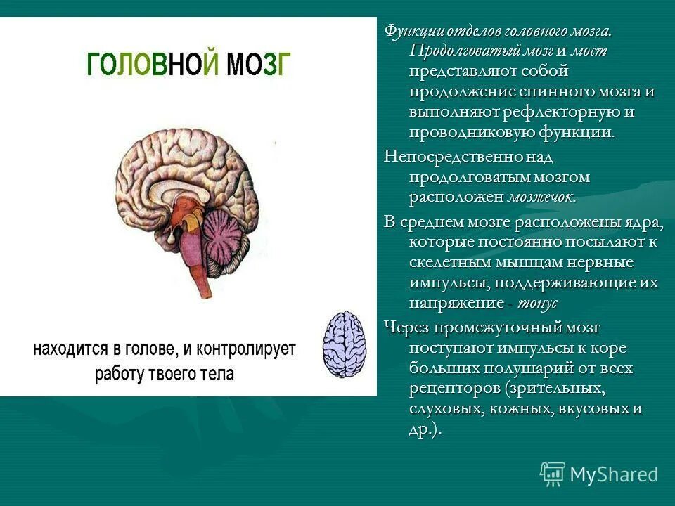 Презентации на тему мозга. Функции продолговатого отдела головного мозга. Головной мозг продолговатый мозг мозжечок. Головной спинной мозг продолговатый мозг мозжечок. Продолговатый мозг и мозжечок функции.