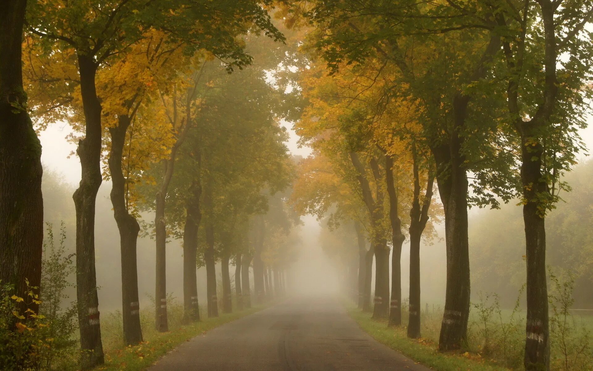 Круг по осенней дороге домой. Позднее лето. Дорога осень лето дерево. Осень аллея туман. Туманная аллея фото.