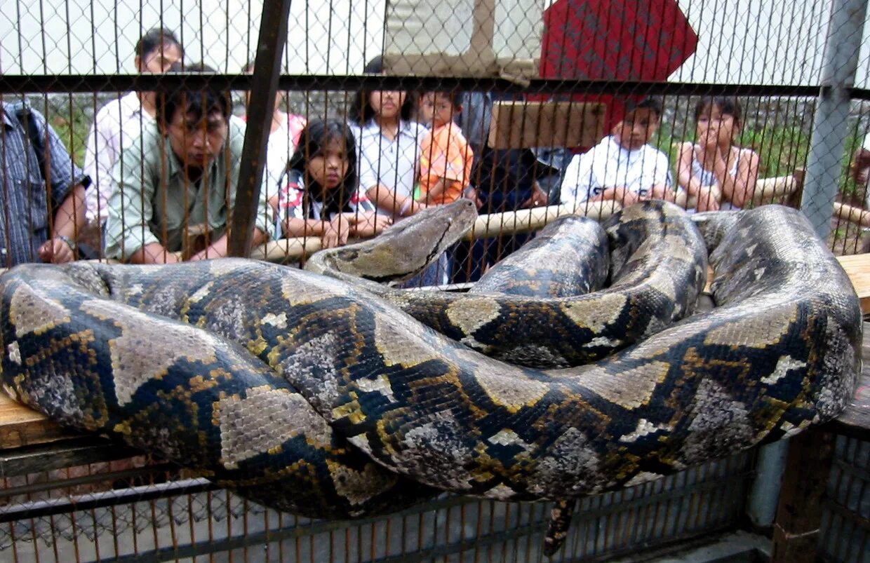 21 Things Whose Size Came as a Total Surprise Giant animals, Big animals, Snake